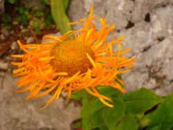 2013-08-18_Regina-F-Rau_Schachen_Blumen  (113).JPG
